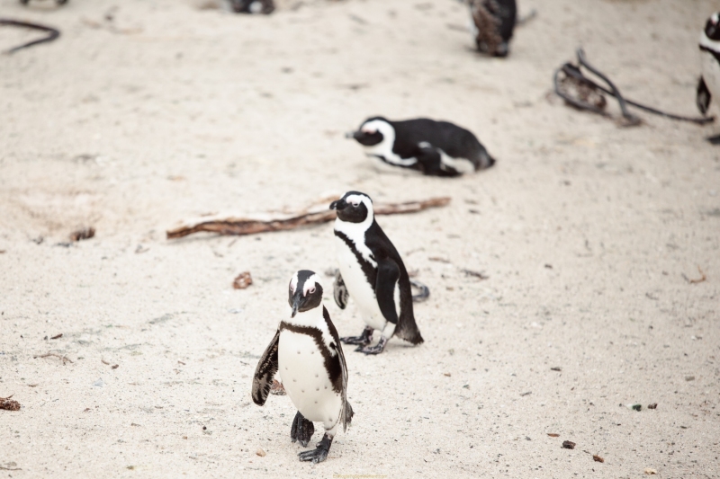 Boulders Beach is home to a large colony of African Penguins