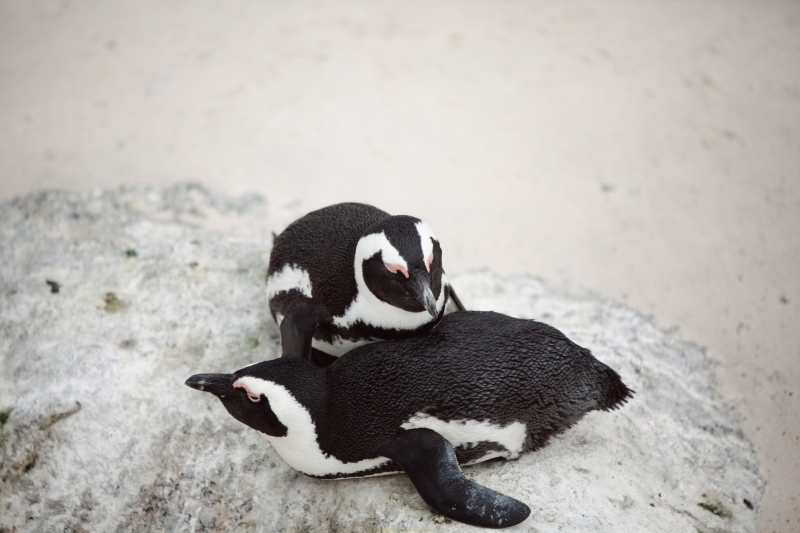 Two penguins perched on the rocks at Boulders Beach