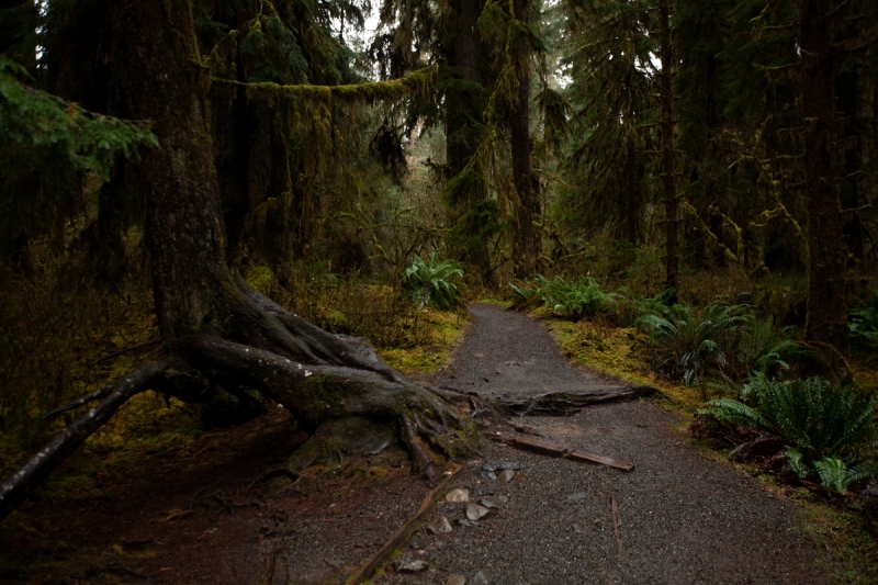 Hall of Mosses Trail in Hoh Rainforest, Olympic National Park