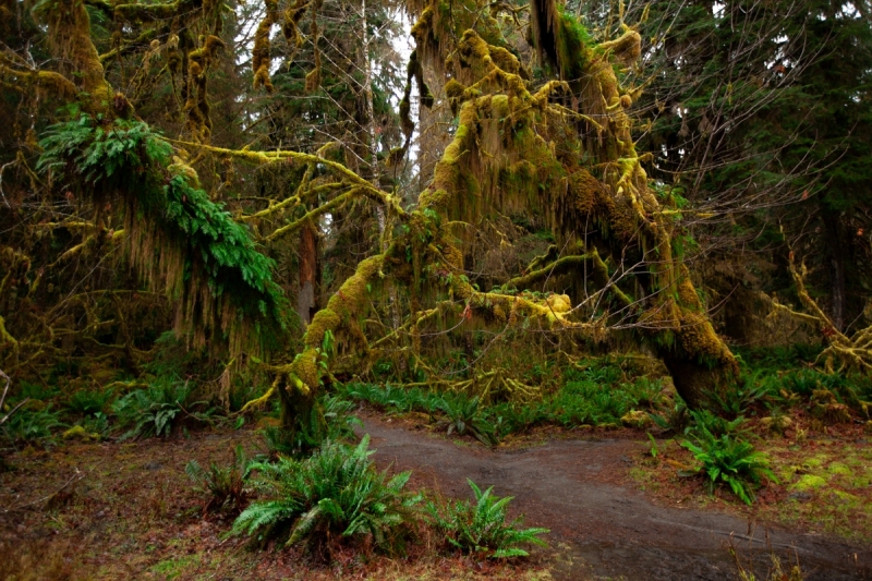 Hall of Mosses in Hoh Rainforest, Olympic National Park