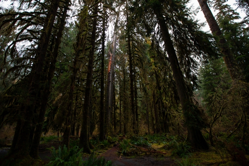 Spruce Nature Trail in Hoh Rainforest, Olympic National Park