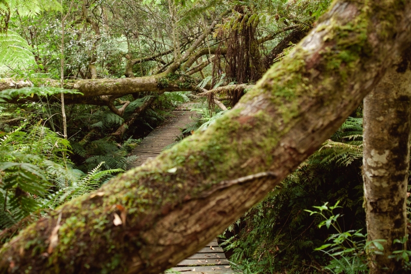 Two trees obstruct the walkway on the Circles in the Forest Trail at Knysna