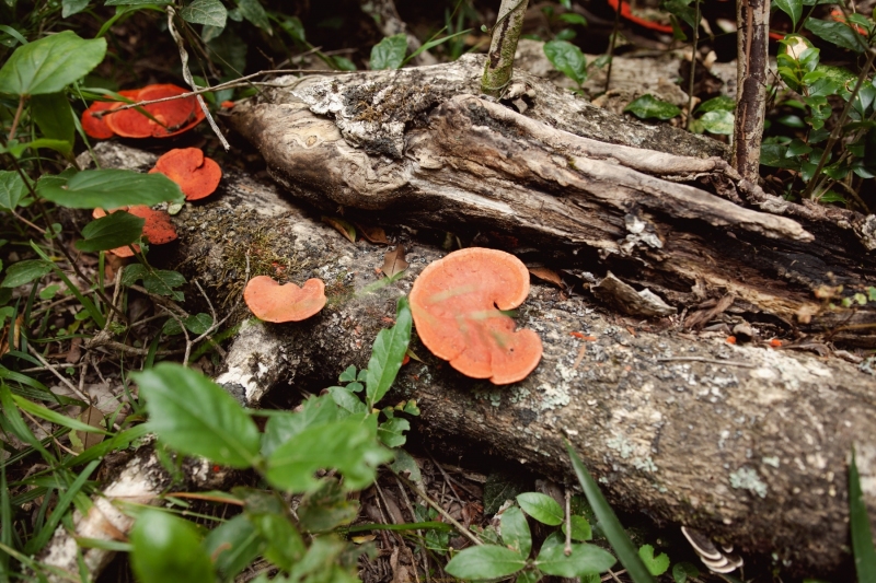 Bright orange mushrooms grow on the logs and trees throughout the trail